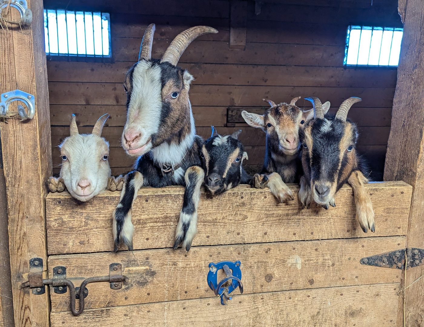 Ella and her clan