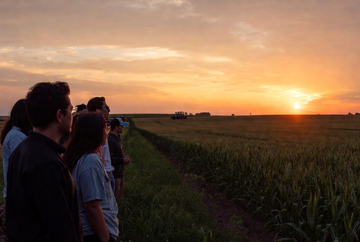 Young people standing at the edge of a wheat field at sunset, watching a tractor work the rows